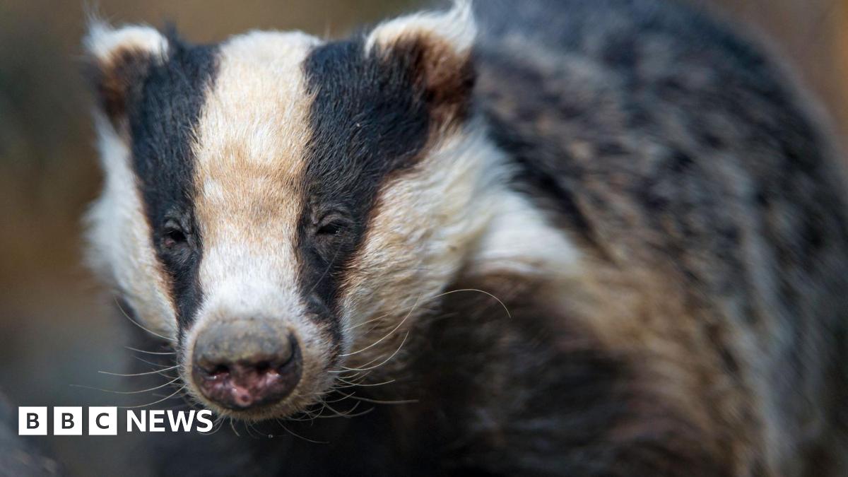A close-up shot of a black and white badger. The background of the image is blurred out