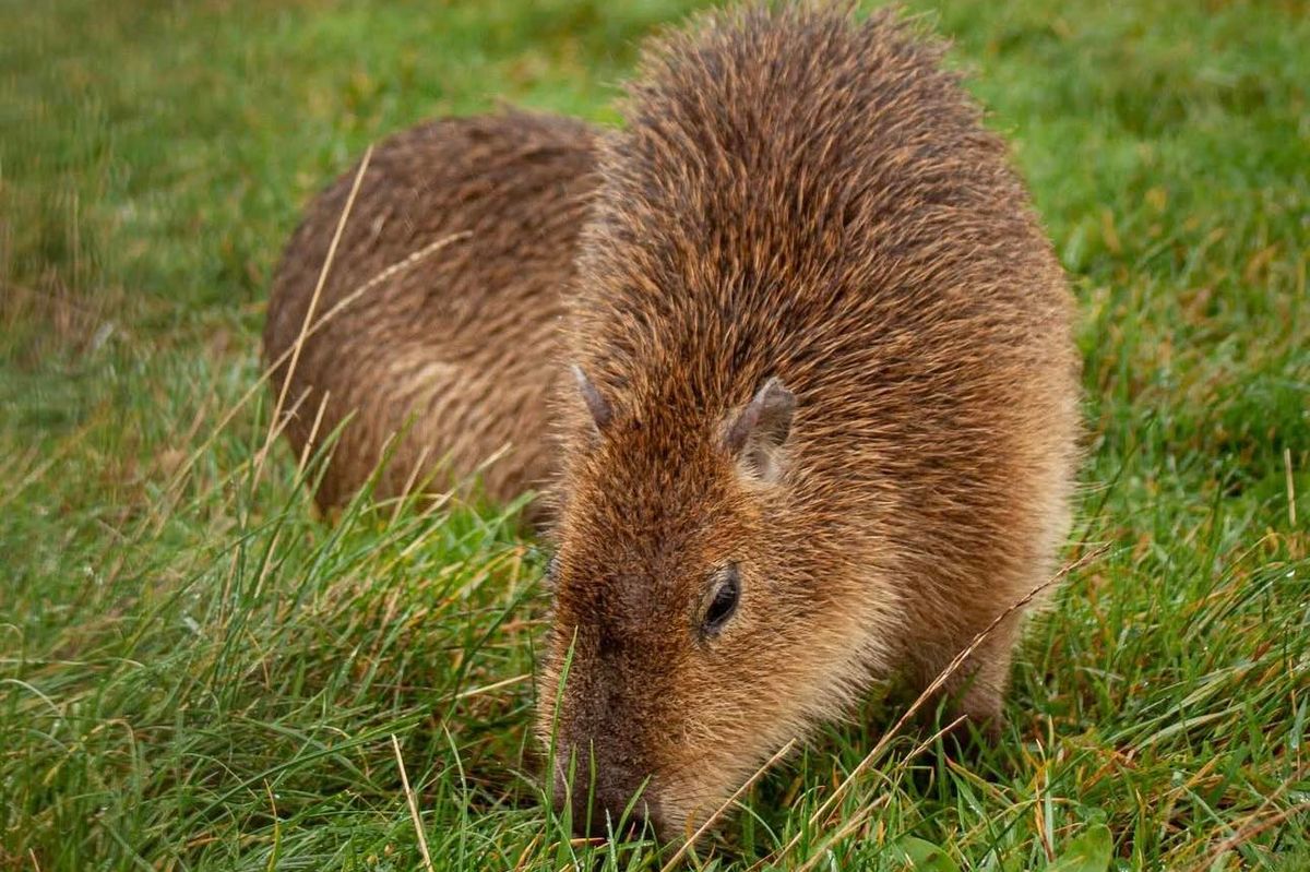 The capybaras were taken from Thorabella Farm