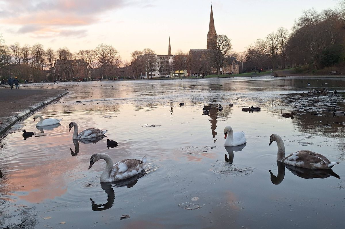 The deceased cygnet is the one in the left foreground of the photo