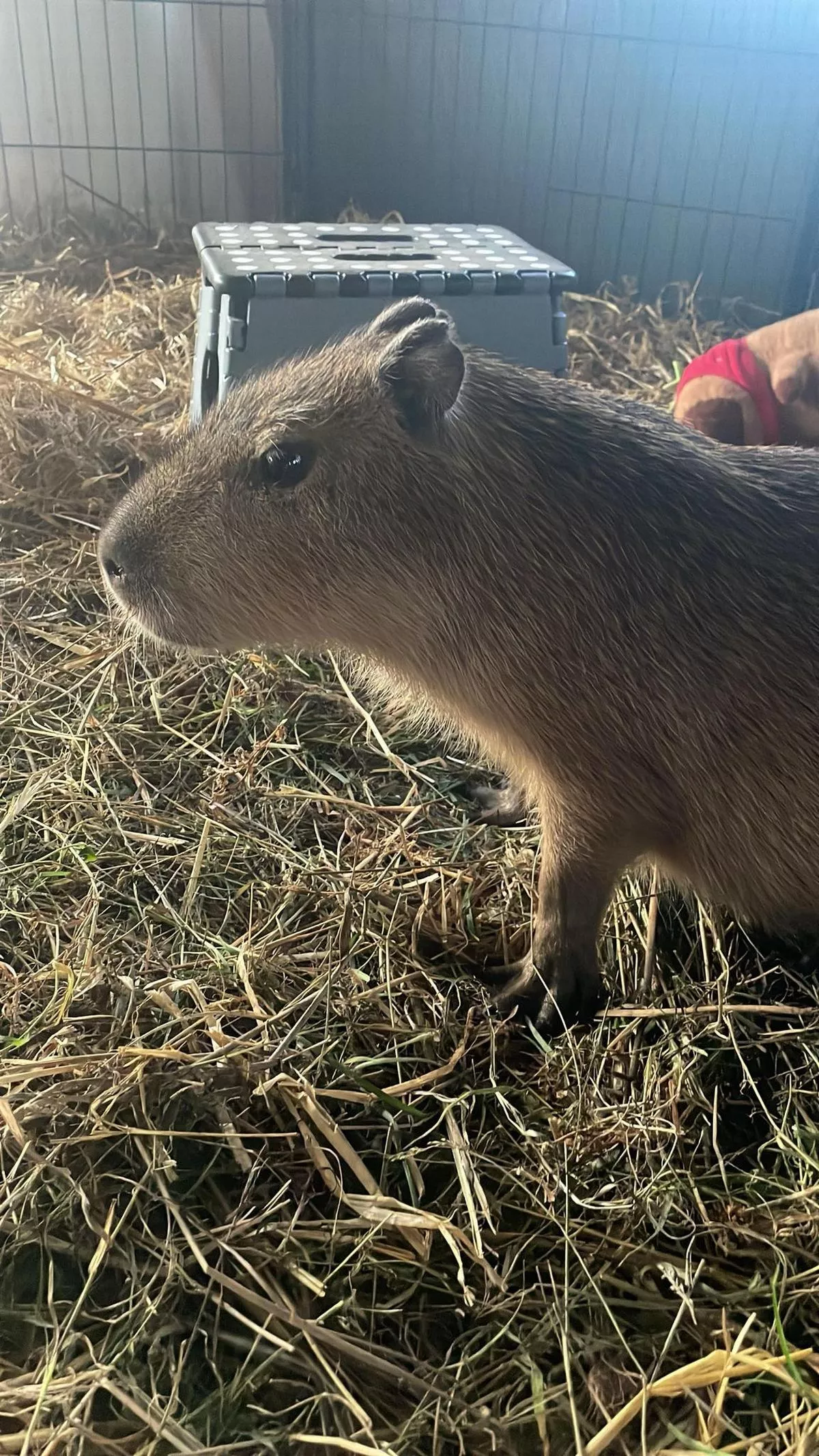 The animals were taken from their heated enclosure