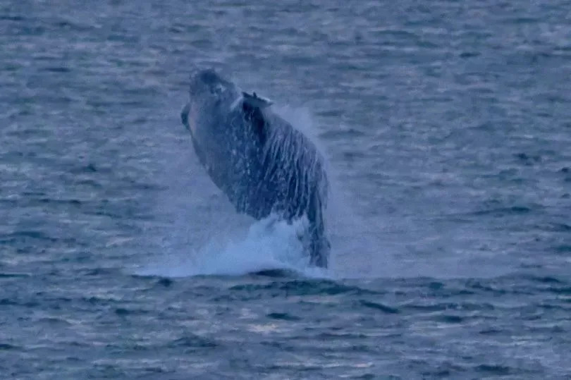 The whale breaching the Forth.