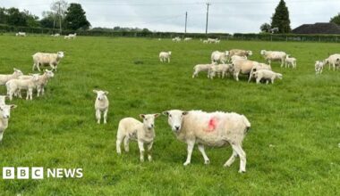 A generic image of sheep and lambs in a grass field.