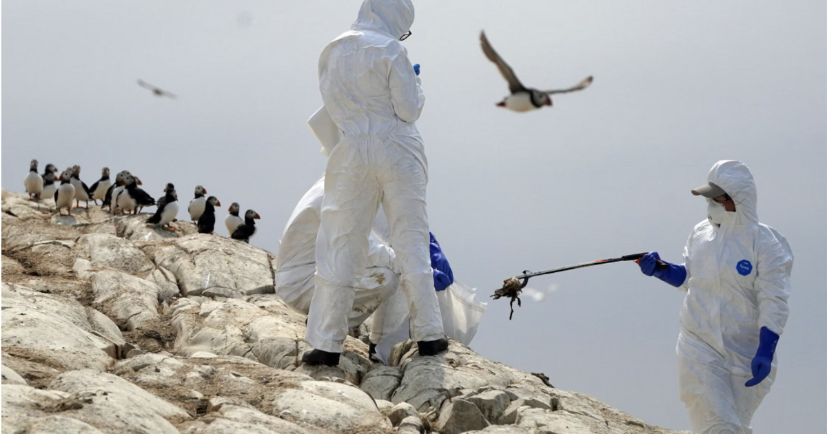 Bird flu outbreak confirmed in the UK as 1.8-mile protection zone declared | UK | News