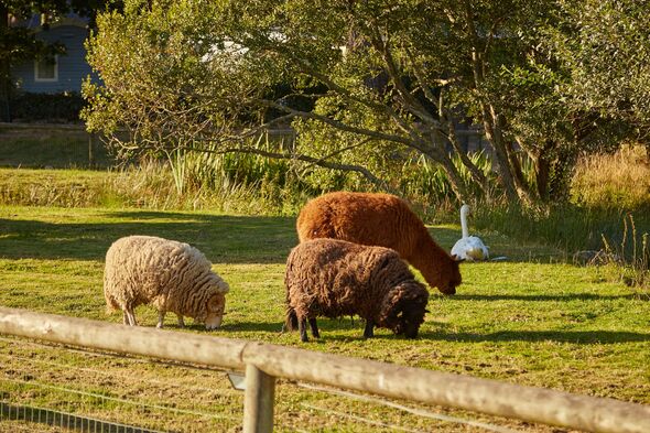 Farm animals Farm animals