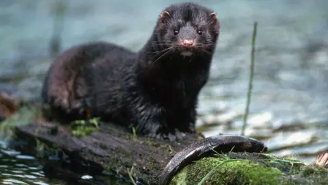 Getty Images A mink looks at the camera. It has a long body with black fur and a small pink nose with small pink ears. A river is in the background and the mink is sitting on a log with a dead fish in front of it.