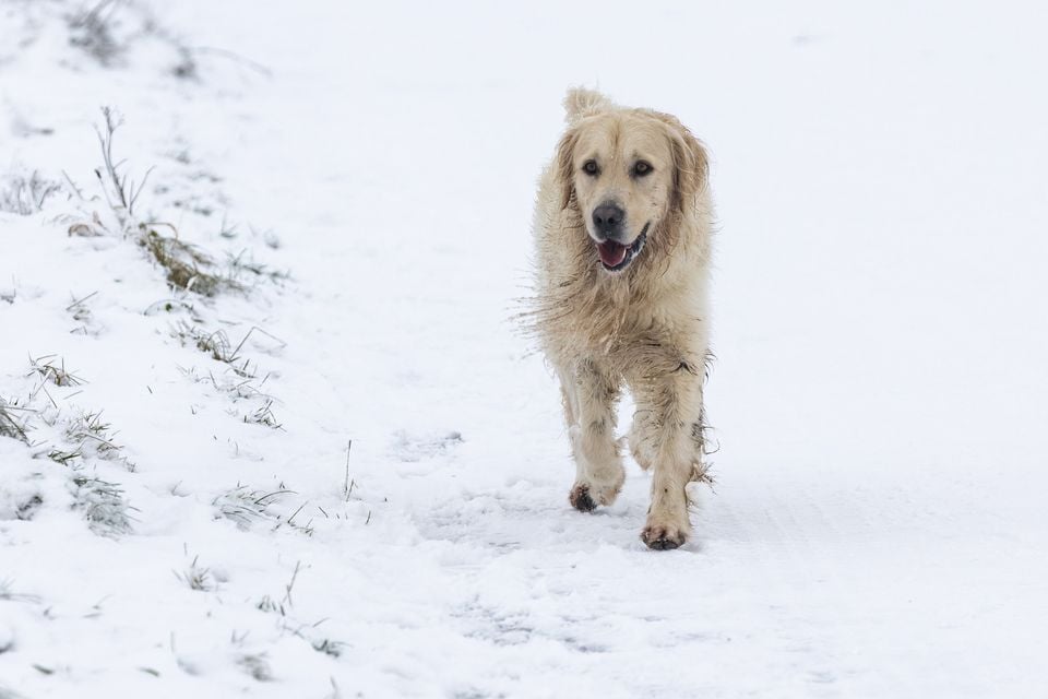 A golden retriever out in the snow on Monday (Luke Jervis/Belfast Telegraph)