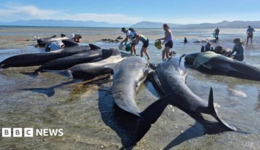 Volunteers surround nearly a dozen pilot whales, pouring buckets of water to keep them cool
