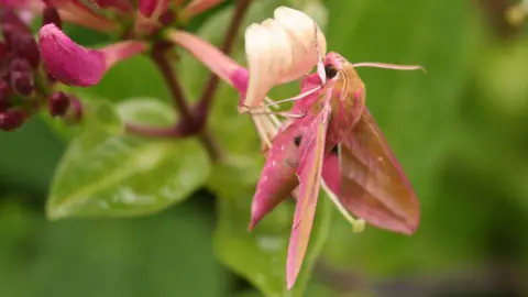 Durham County Council A large pink elephant hawk moth drinking nectar from a flower. The moth is covered mostly pink but has light brown patches.
