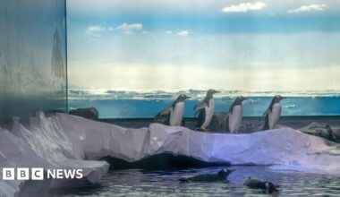 Undated handout photo of the Gentoo penguins' enclosure at Sea Life London Aquarium shows four penguin won a fake icy block and two other penguins swimming in water