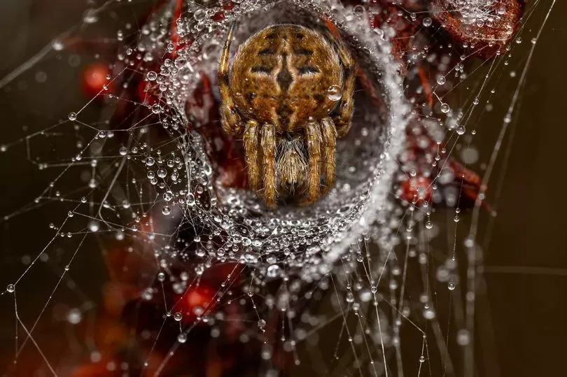 Jamie Smart's award-winning photograph