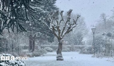 A snowy scene in someone's garden. A lone tree stands in the middle of the garden, surrounded by other trees on the edge with bushes and some lamps.