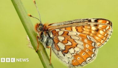 A close-up of a butterfly on a stem, with orange and white on its wings