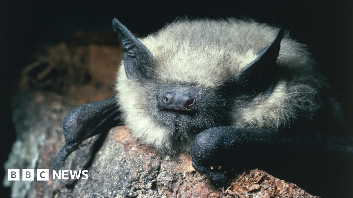 A common pipistrelle is in the middle sat on a piece of red brick. It has black ears, face and arms, and has a beige coloured body.