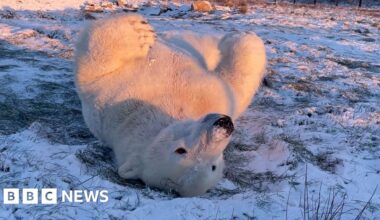 A polar bear rolling around in snow