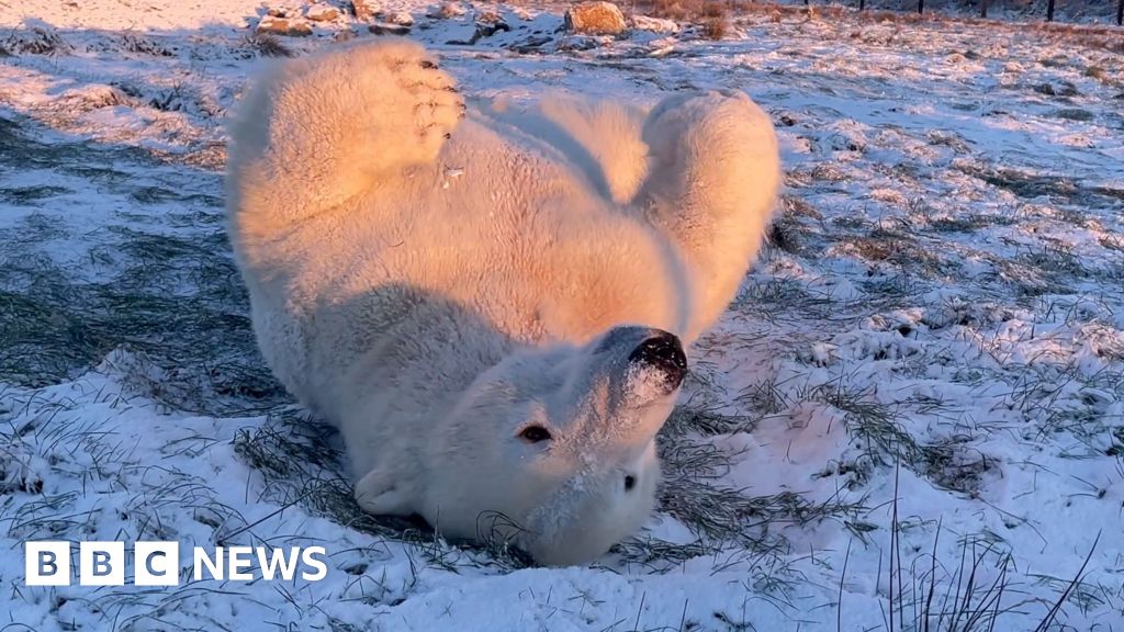 A polar bear rolling around in snow