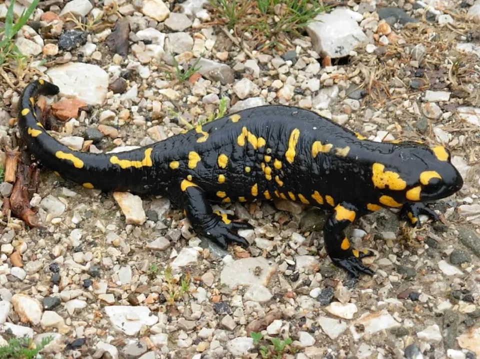 An endangered species of salamander was recently spotted in front of a home in Türkiye, confirming its continued presence and the health of the local ecosystem.