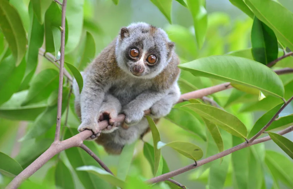 <p>Conservationist/Shutterstock</p>