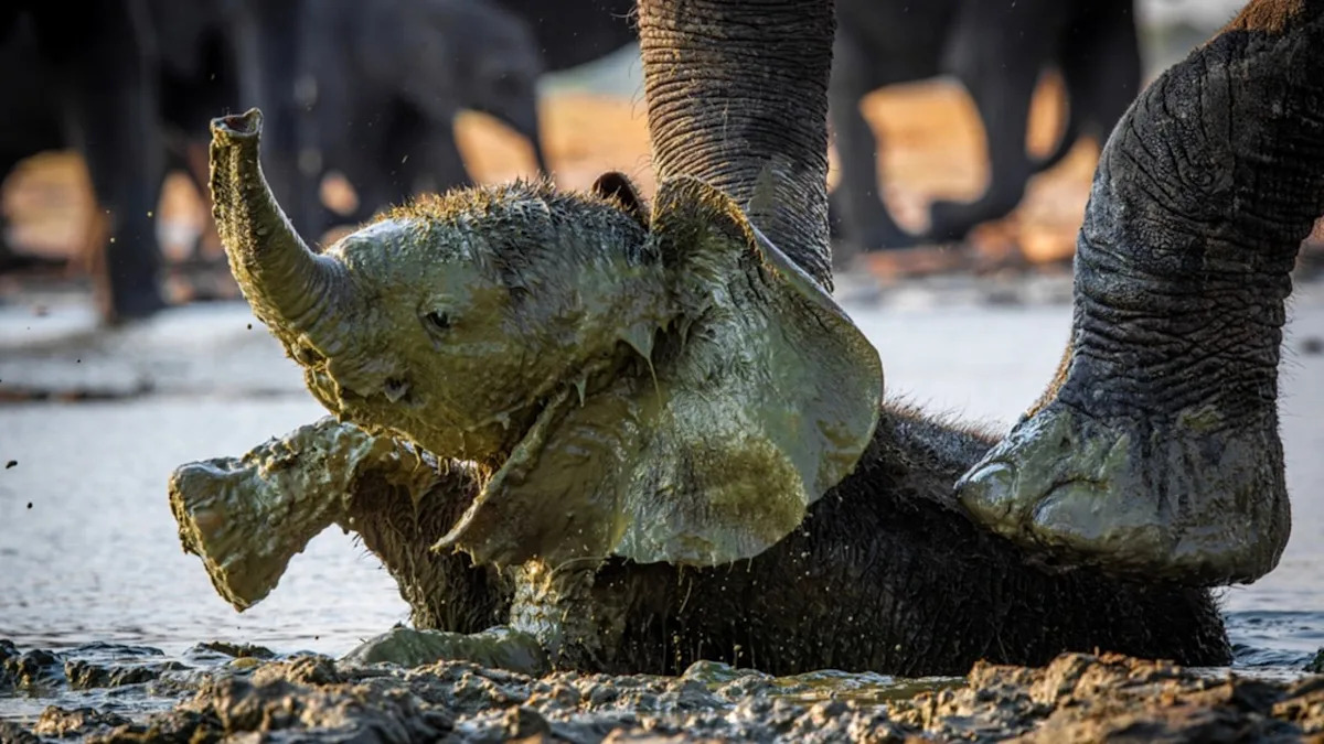 Baby Elephants Playing in the Mud Make the Cutest Mess We’ve Ever Seen
