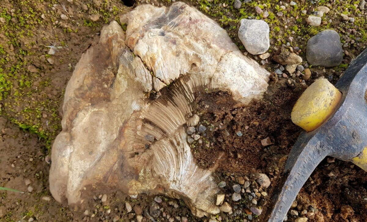 A 12 Year Old Boy Just Found A 69 Million Year Old Dinosaur Fossil Sticking Out Of A Rock