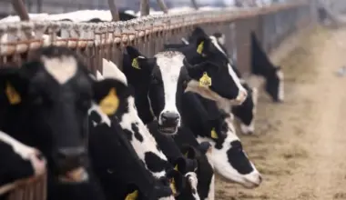 Agriculture Minister to brief on FMD status