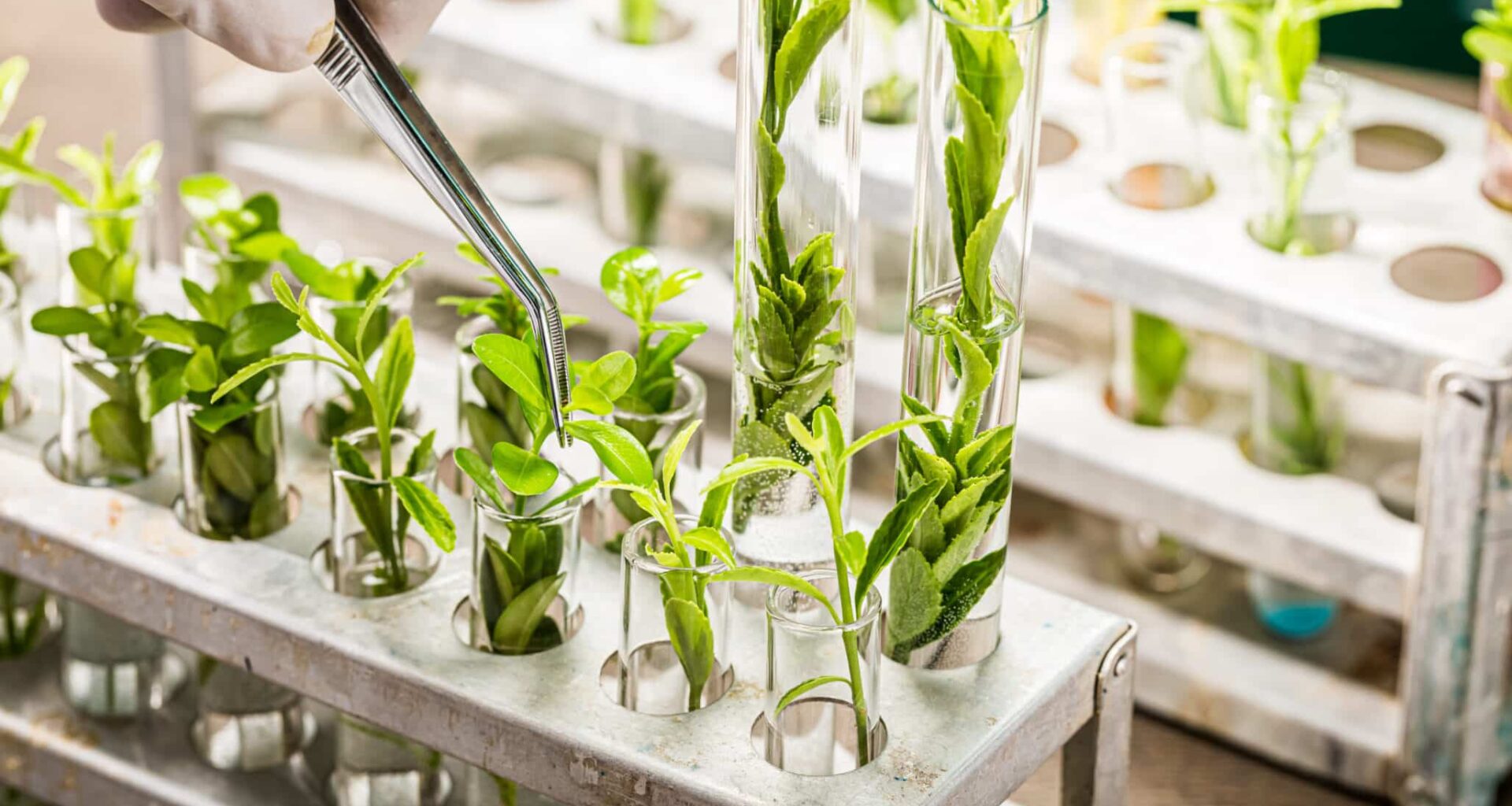 Plant breeding in lab