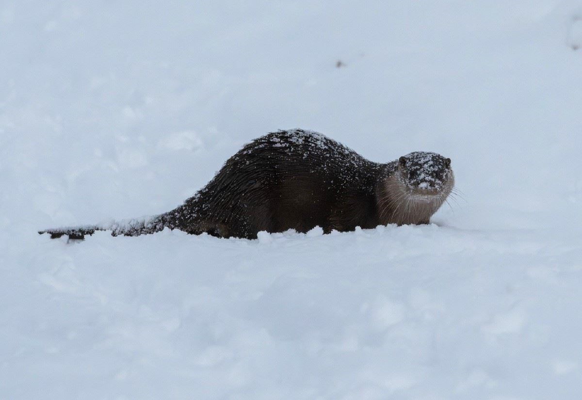 Ullapool critter spotted shifting through snow piles amidst weather warning