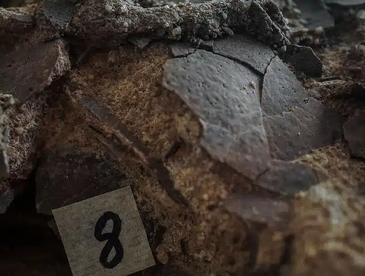 Close Up Of Fossilized Eggshells, Preserved Three Dimensionally In The Sediment, With The Fragments Under Study Identified.