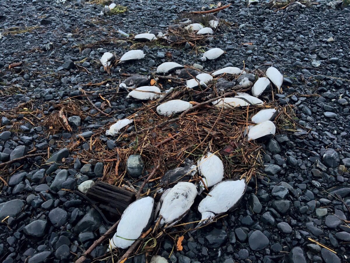 Common Murres Washed Up On A Rocky Beach In Prince William Sound During A Massive Die Off Due To A Catastrophic Marine Heatwave