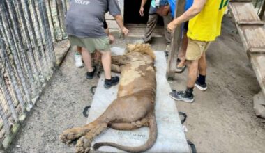 3 Rescued Lions Welcomed to Sanctuary After Traveling By Air, Sea, and American Highways From Honduras
