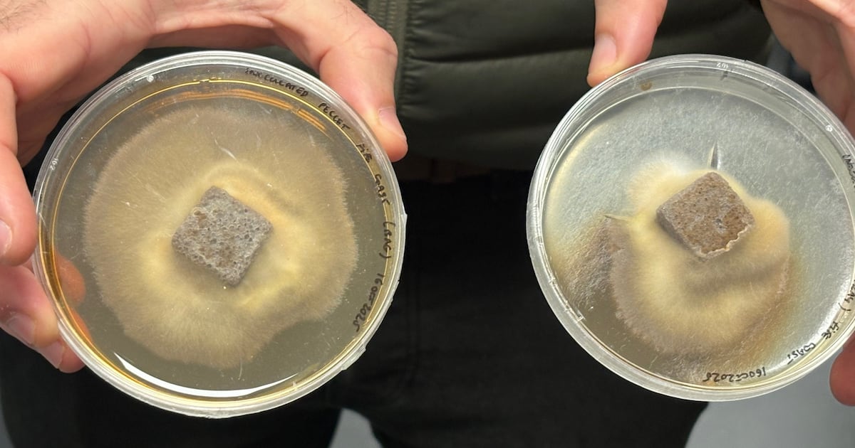 Mushroom pellets use fungi ‘superpowers’ to restore forests around world – The Irish News