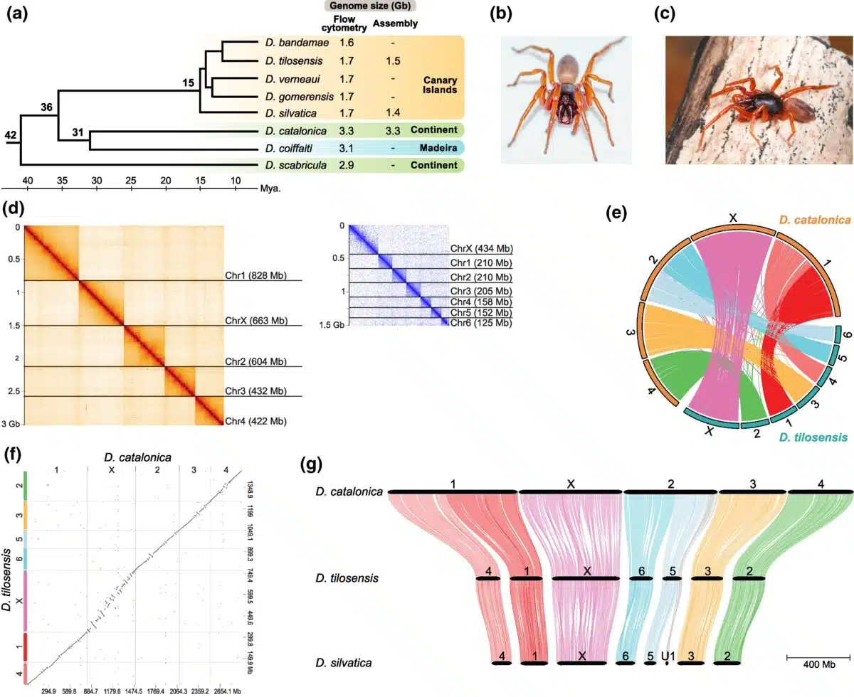Dysdera Phylogeny And Divergence Timeline.