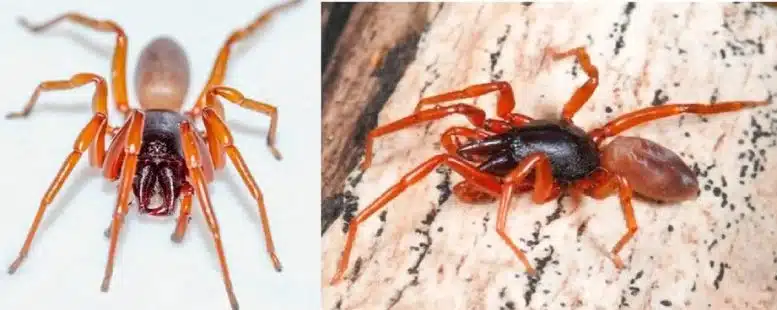 Dysdera Spiders From The Mainland And Gran Canaria Reveal An Unexpected Evolutionary Twist.