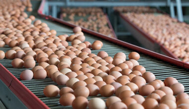 EU broiler markets take a tumble while egg prices climb