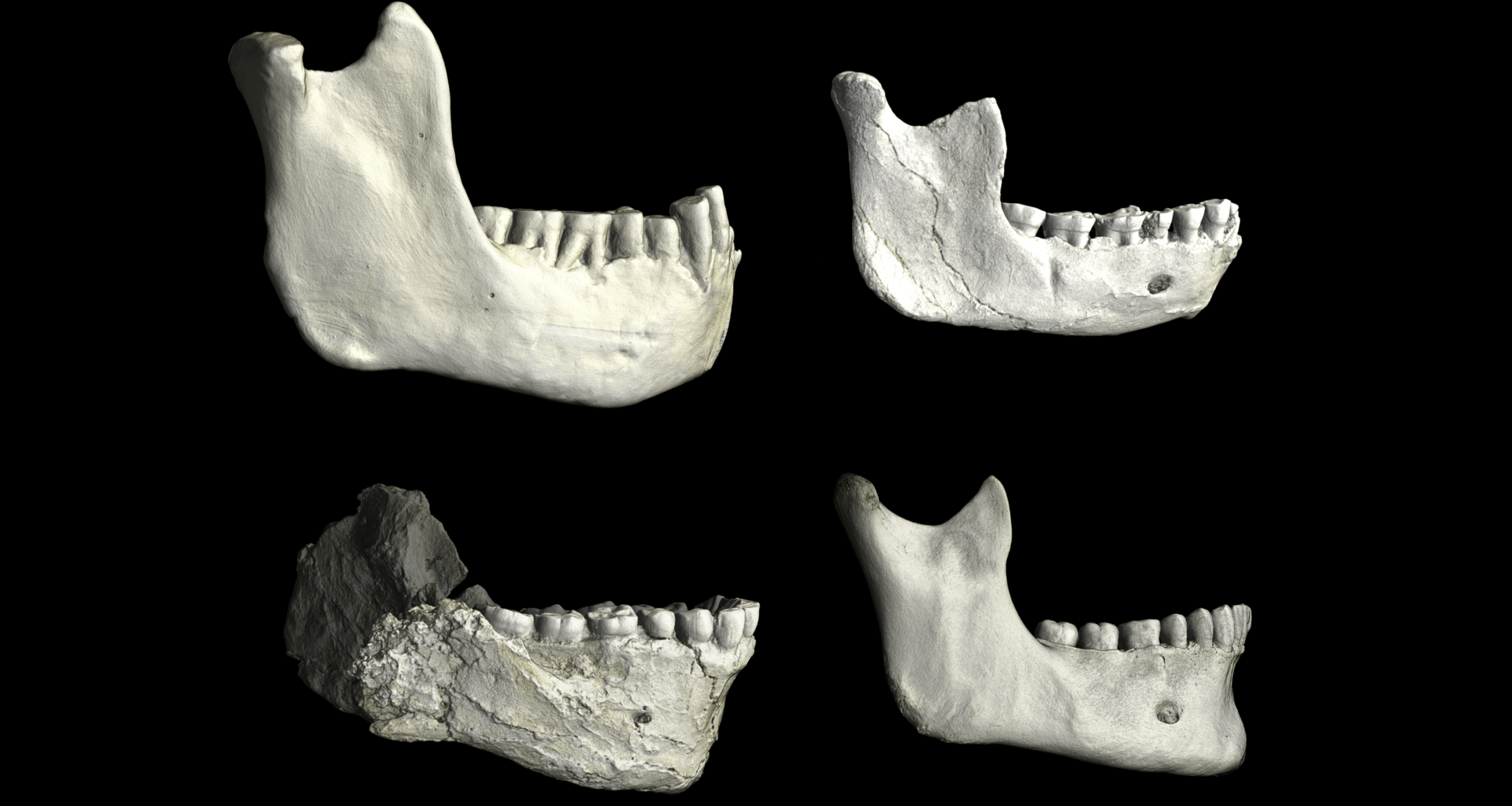 773,000-year-old fossils found in Casablanca may be earliest common ancestor of modern humans and Neanderthals