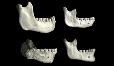 773,000-year-old fossils found in Casablanca may be earliest common ancestor of modern humans and Neanderthals