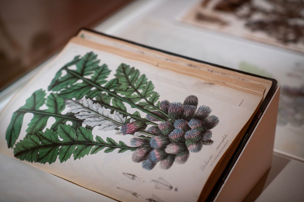 A close photo of a folio page with a detailed drawing of a botanical subject