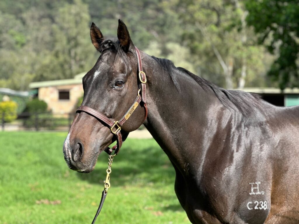Golden Sixty enjoying retirement at Muskoka Farm
