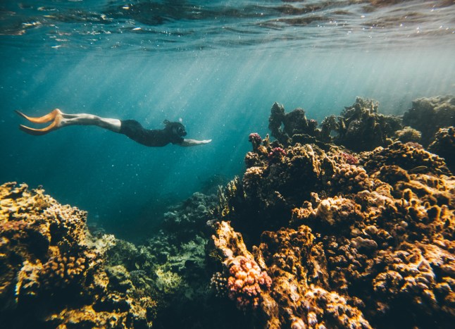 Man snorkeling in the Red Sea, Egypt.