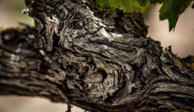 Wines of the Year 2025: Spain & Portugal