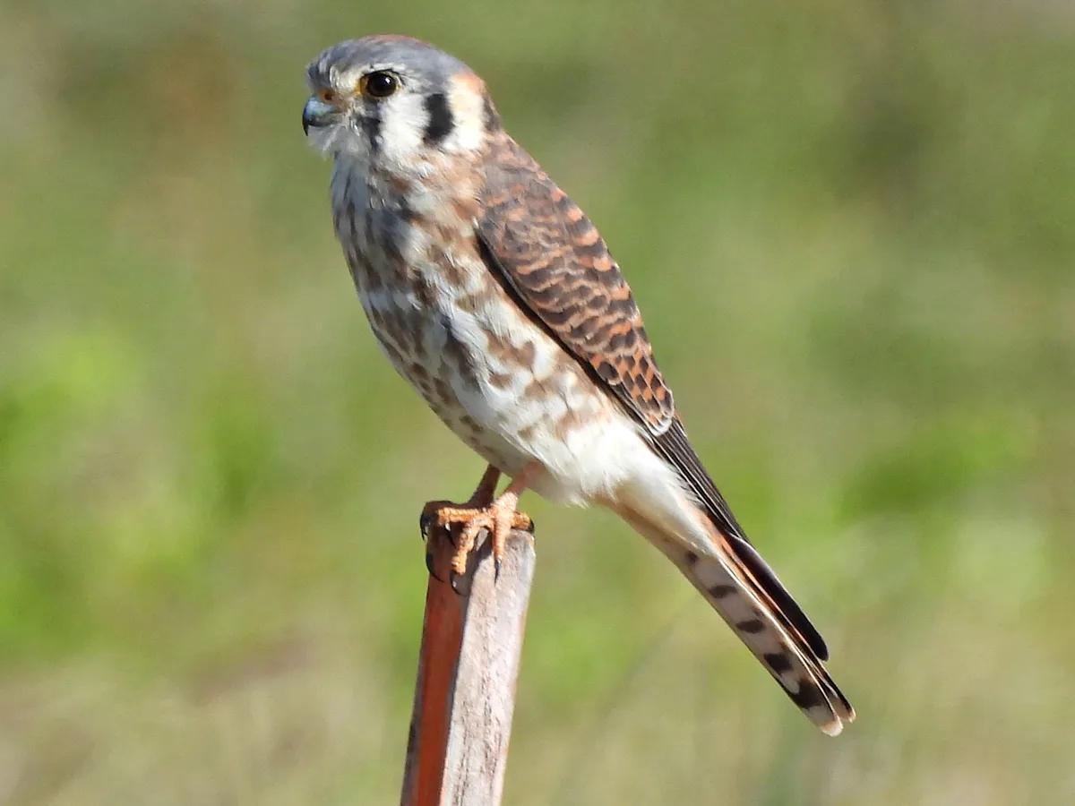 American Kestrel 