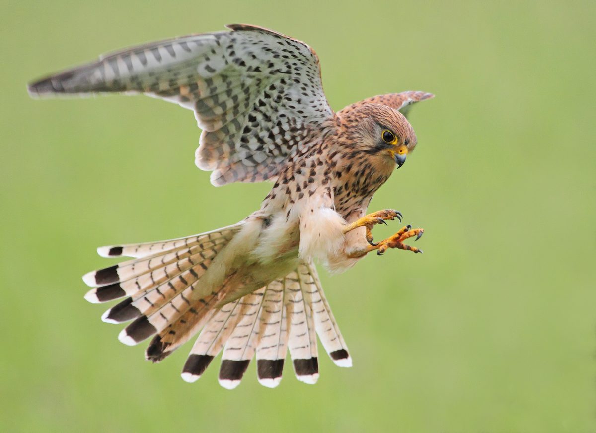 They’re tiny. They’re fast. And they’re deadly - meet Britain's smallest birds of prey