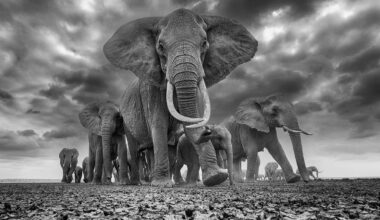 Herd of elephants