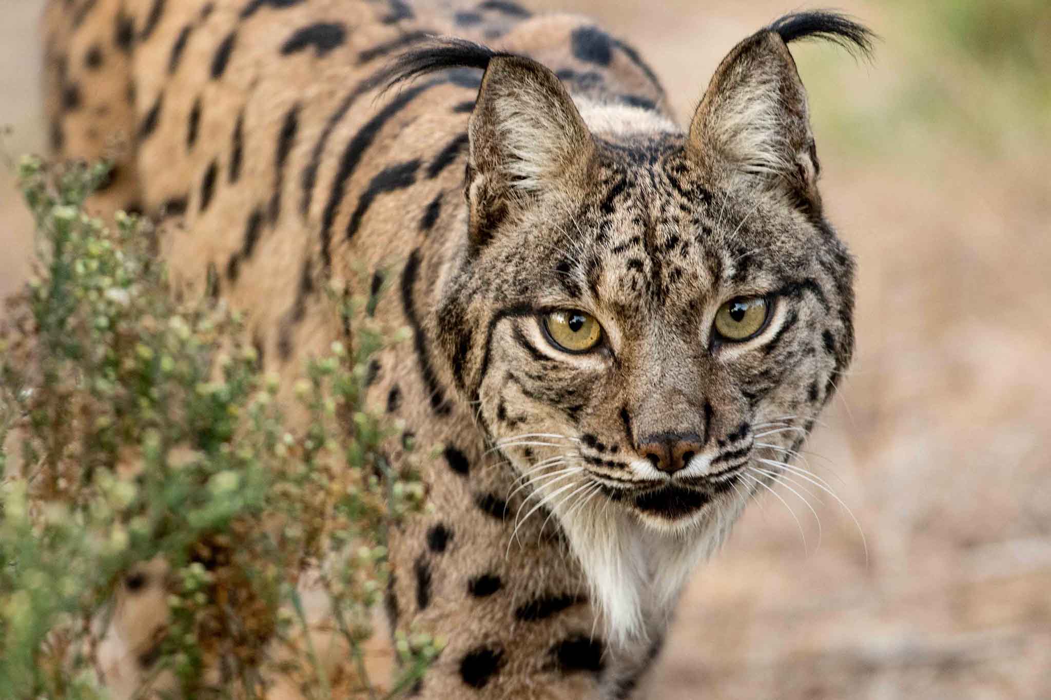 The Iberian lynx was on the edge of extinction around the turn of the century