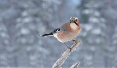 South Leeds Wildlife: Winter in the woods