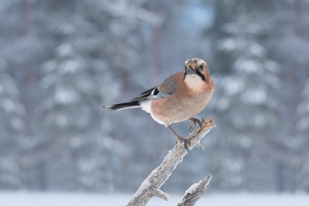 South Leeds Wildlife: Winter in the woods