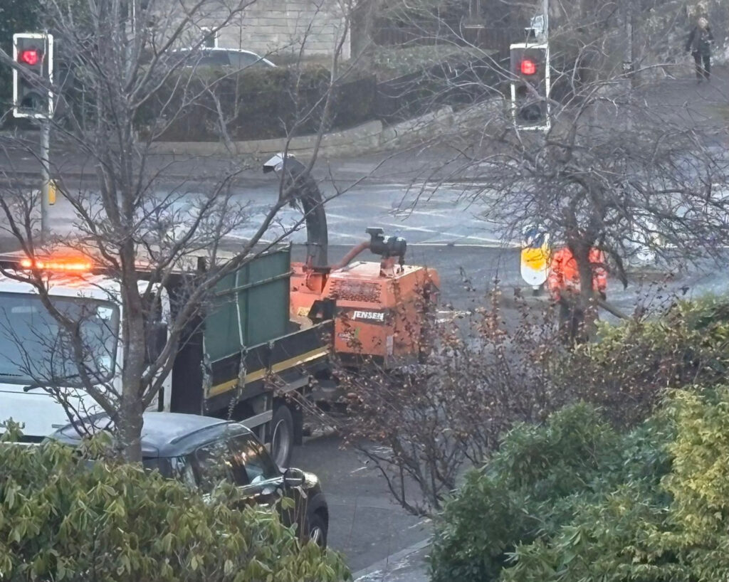 Several cherry trees felled by council in Morningside