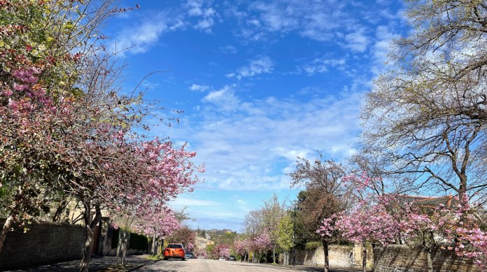 The cherry trees, along with the other species along Braid Avenue are a recognisable feature in Morningside (C) Jane Brown / Facebook