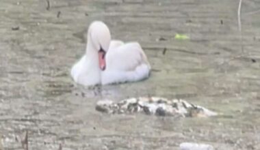 Heartbreaking video shows swan next to its mate in Thanet as death toll rises