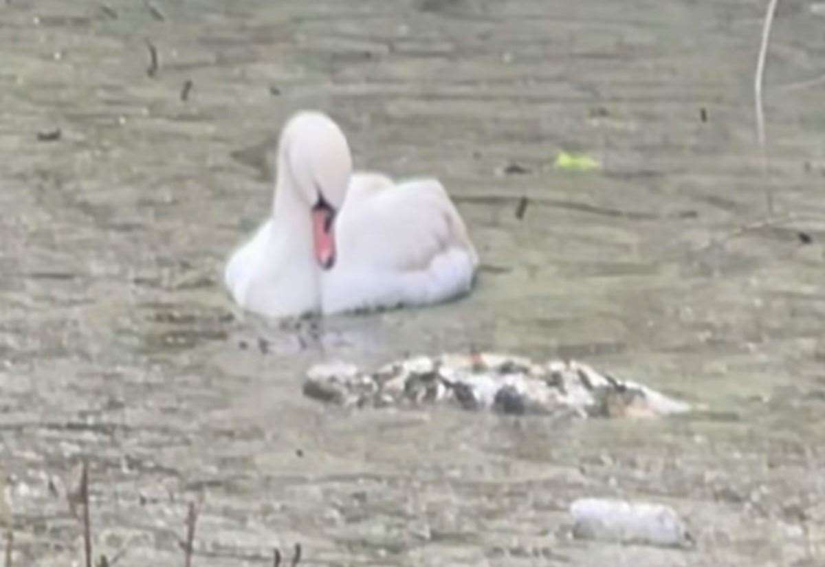 Heartbreaking video shows swan next to its mate in Thanet as death toll rises