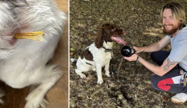 Dog Obi's life saved by Longbridge vet after stick pierces stomach